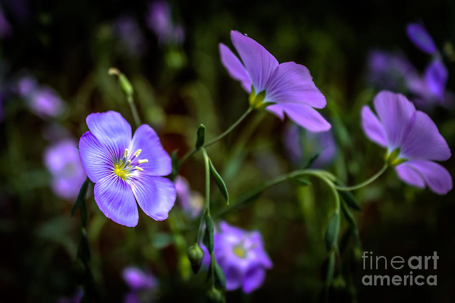 Blue delicate Photograph by Claudia M Photography