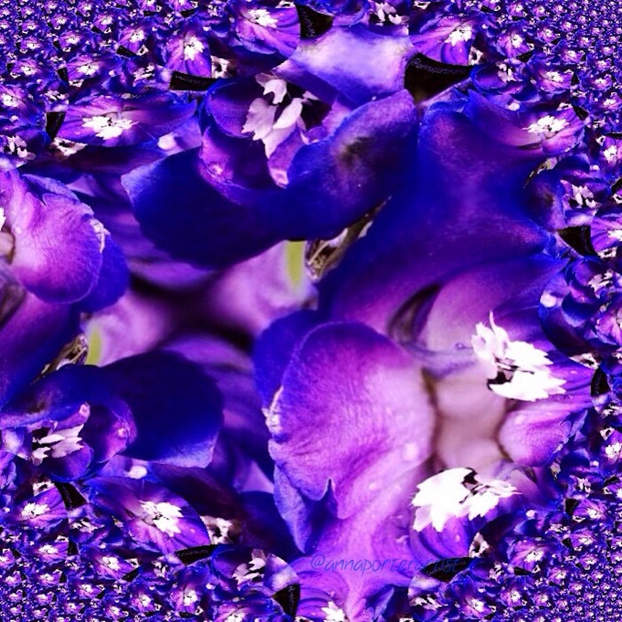 Abstract Photograph - Blue Delphinium Abstracted by Anna Porter