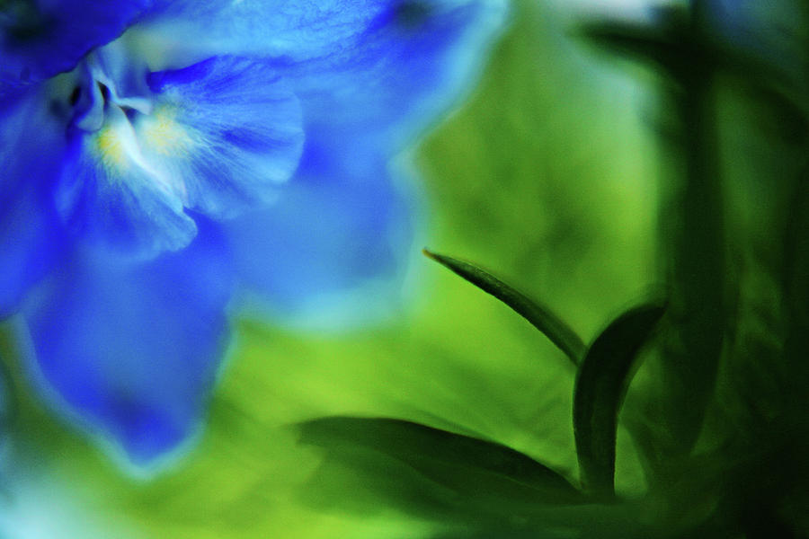 Blue Delphinium Photograph by Bonnie Bruno