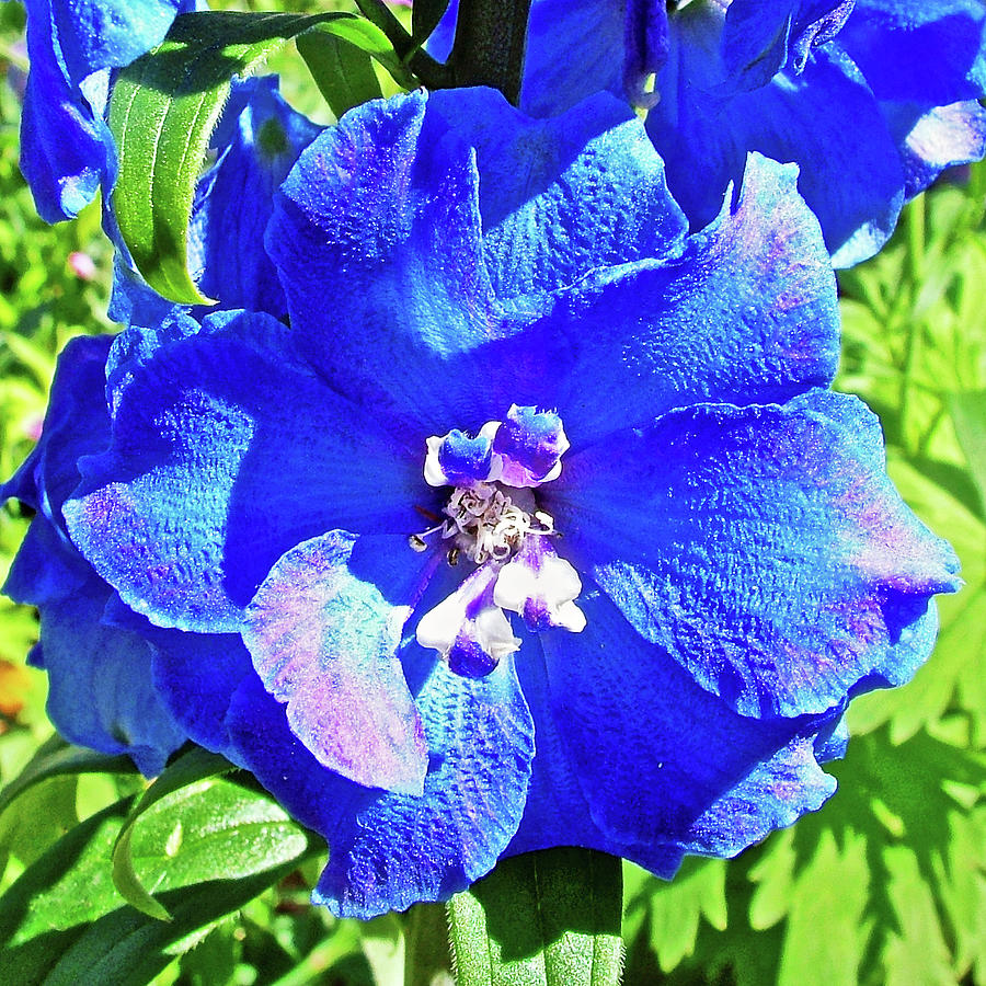 Blue Delphinium in Bellingrath Gardens in Mobile, Alabama Photograph by Ruth Hager