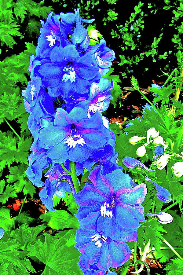 Blue Delphinium Stalk in Bellingrath Gardens in Mobile, Alabama Photograph by Ruth Hager