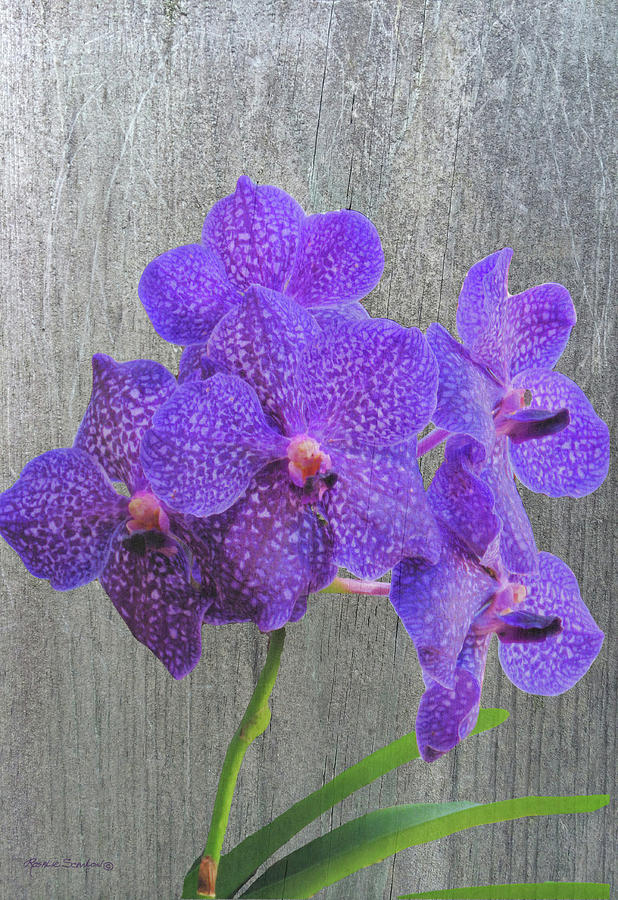 Purple Dendrobium Orchids Photograph by Rosalie Scanlon