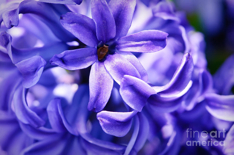 Flower Photograph - Blue Desire by Charles Dobbs