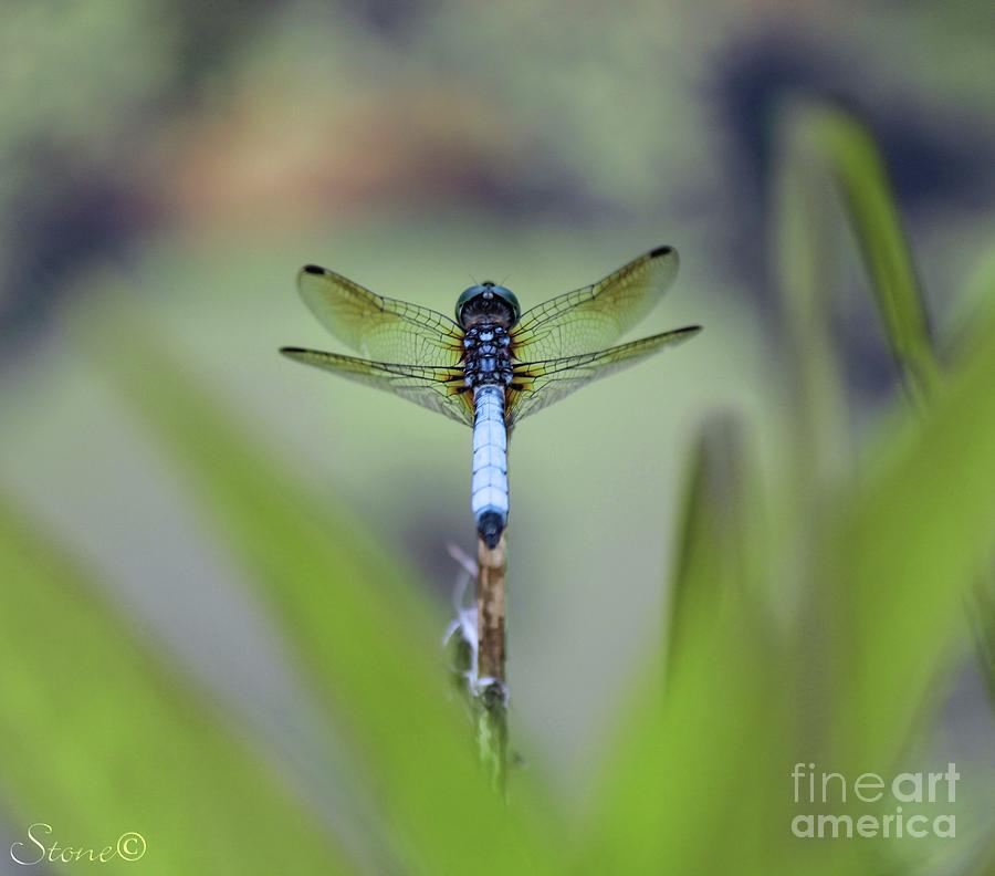 Blue Dhasher Dragonfly 2 Photograph by September Stone