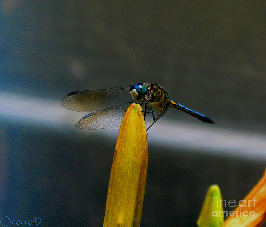 Blue Dhasher Dragonfly Photograph by September Stone