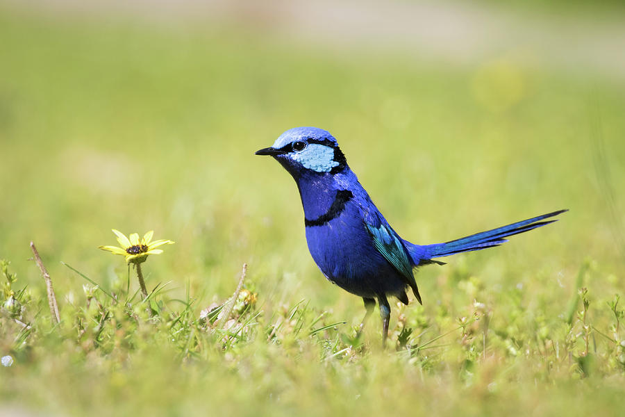 Blue Photograph by Diana Andersen