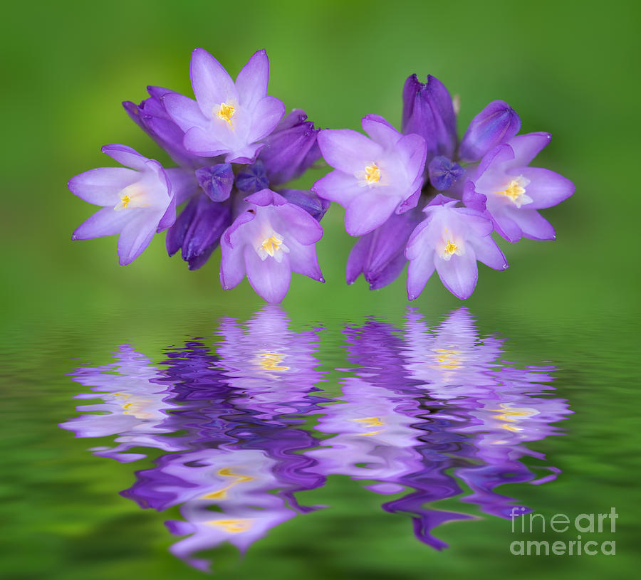 Blue Dick Wildflowers and Reflections Photograph by Mimi Ditchie