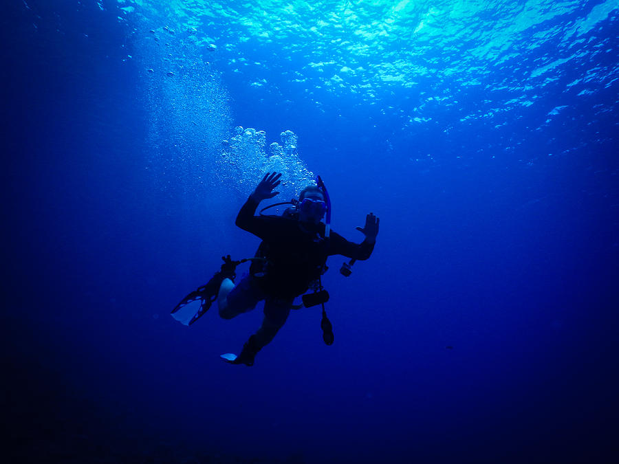 Blue Diver Photograph by Michael Scott