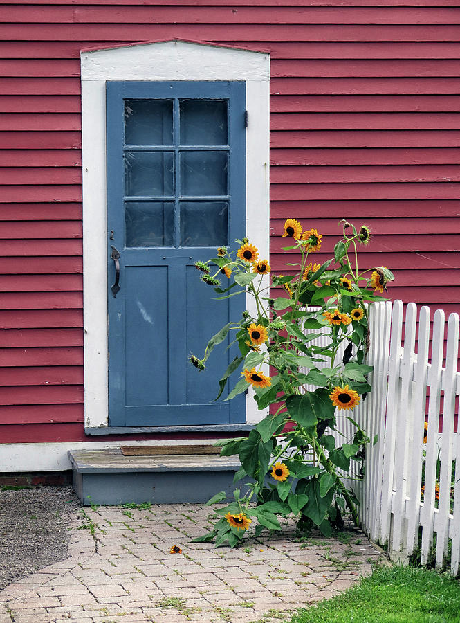 Blue Door and Sunflowers Photograph by Dave Mills