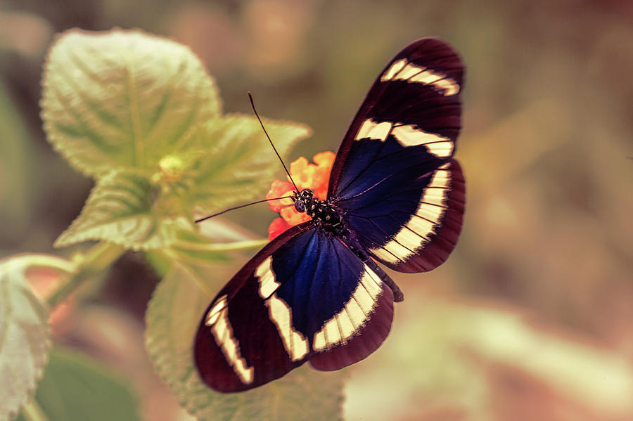 Blue Doris Longwing Butterfly Photograph by Tim Abeln