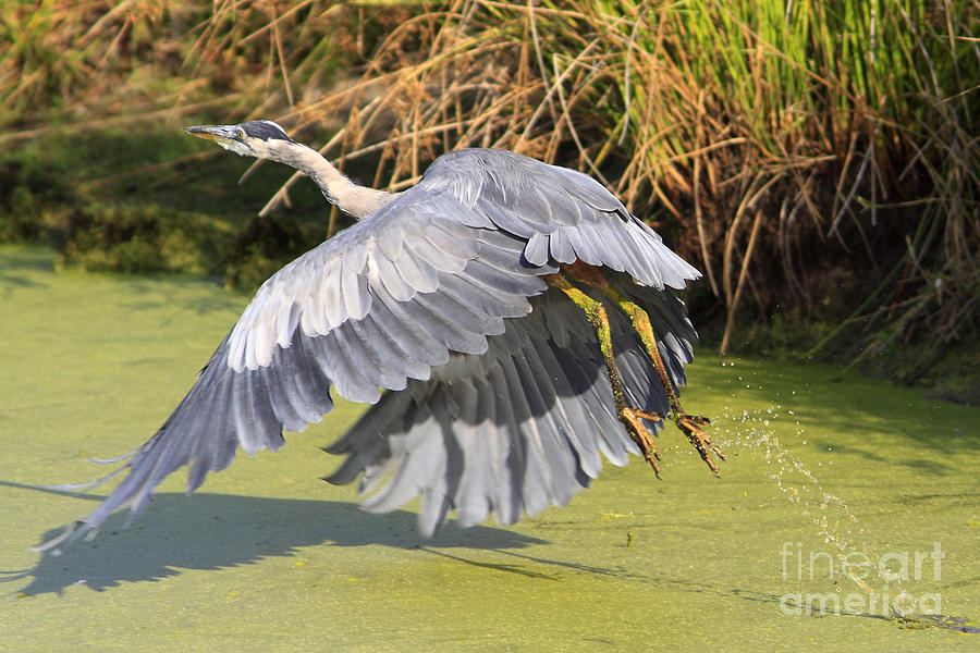 Blue Downstroke Lift Photograph by Marland Howard - Fine Art America