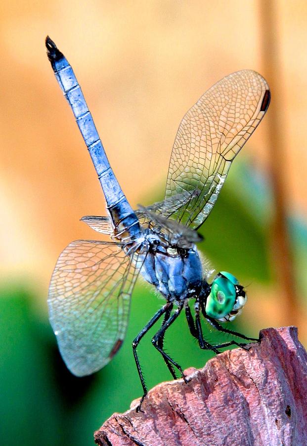 Blue Dragon Posing Photograph by Deanne Rotta - Fine Art America