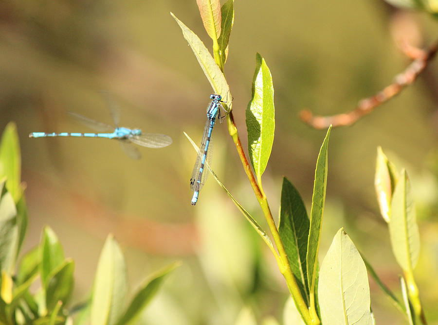 Blue Dragonflies Photograph by Lorraine Baum