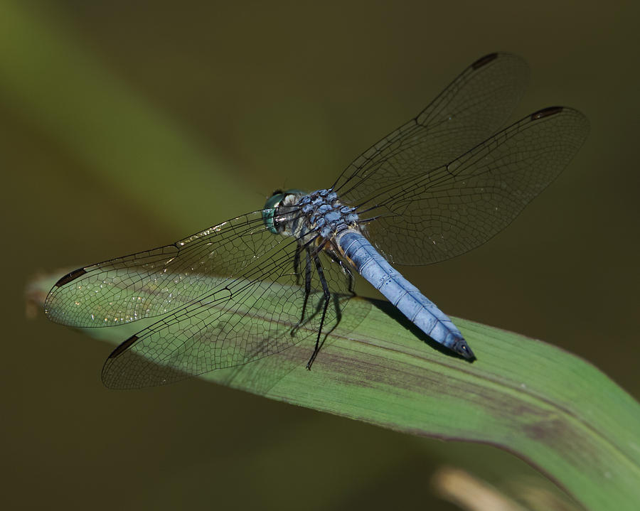 Blue Dragonfly 2 Photograph by Ernest Echols