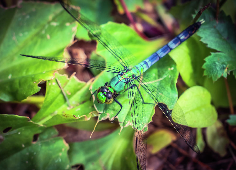 Blue dragonfly 2 Photograph by Lilia S