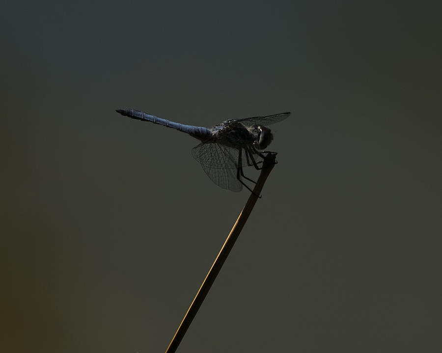 Blue Dragonfly 3 Photograph by Ernest Echols