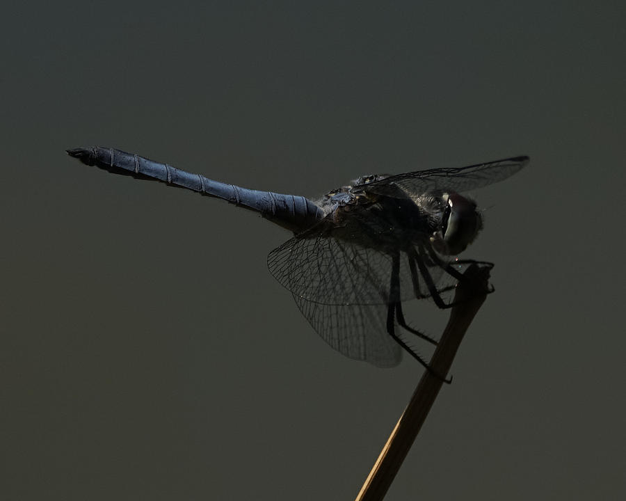 Blue Dragonfly 4 Photograph by Ernest Echols