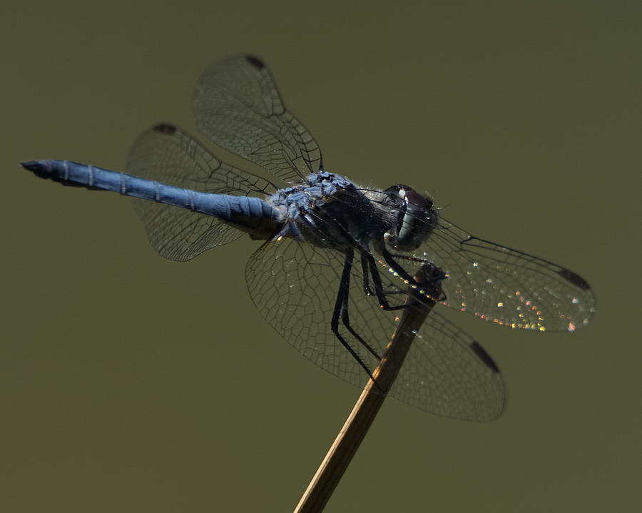 Blue Dragonfly 5 Photograph by Ernest Echols