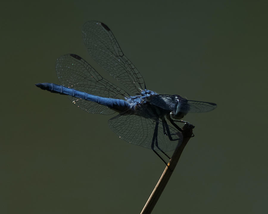 Blue Dragonfly 6 Photograph by Ernest Echols