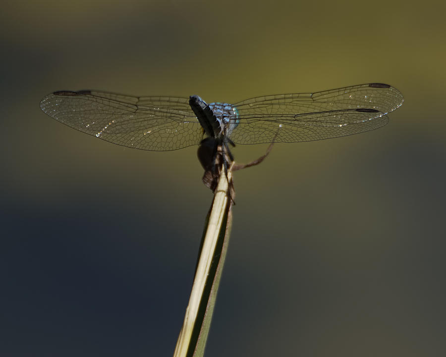 Blue Dragonfly 7 Photograph by Ernest Echols
