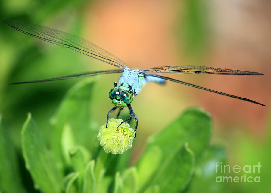 Blue Dragonfly and Bud Photograph by Carol Groenen