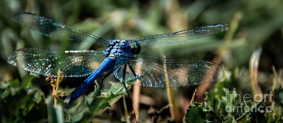 Blue Dragonfly Photograph by Andrea Anderegg