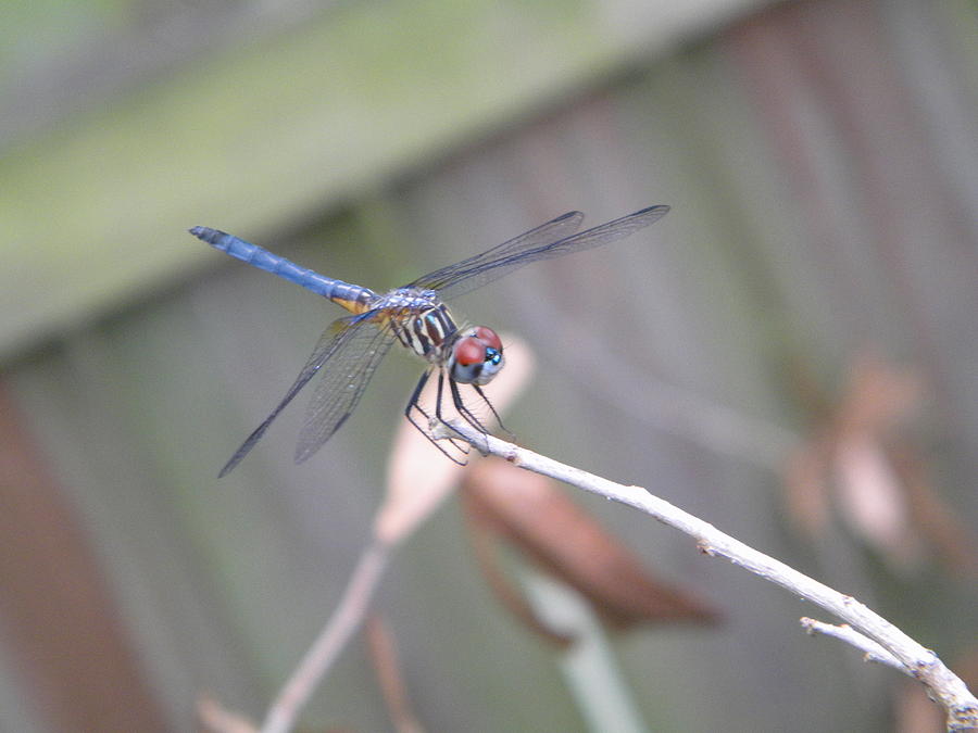 Insects Photograph - Blue Dragonfly by Angi Nagel