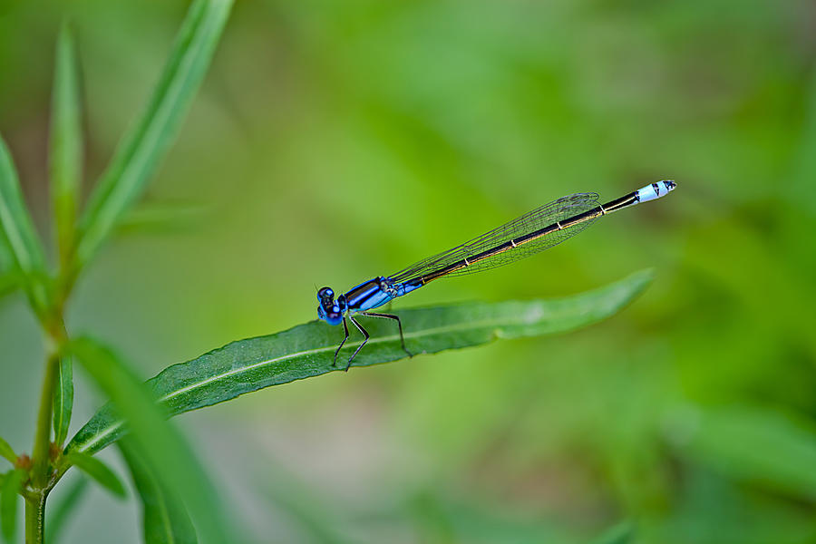 Nature Photograph - Blue Dragonfly by Az Jackson
