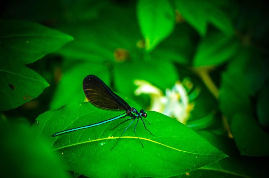 Blue Dragonfly Photograph by Bruce Pritchett