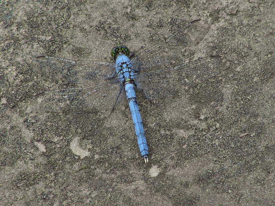 Blue Dragonfly Photograph by Carl Moore