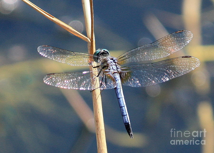 Blue Dragonfly Photograph by Carol Groenen