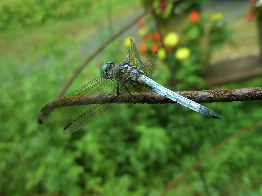 Blue Dragonfly Photograph by Carol Senske