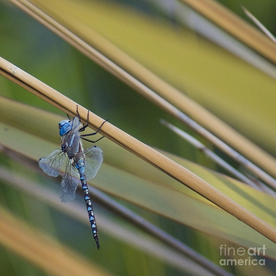 Blue dragonfly Photograph by Cindy Garber Iverson