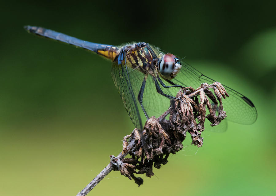 Blue Dragonfly Photograph by Clifford Pugliese - Fine Art America