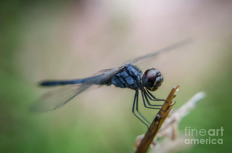 Blue Dragonfly Closeup Photograph by Michelle Meenawong