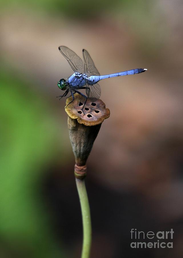 Insects Photograph - Blue Dragonfly Dancer by Sabrina L Ryan