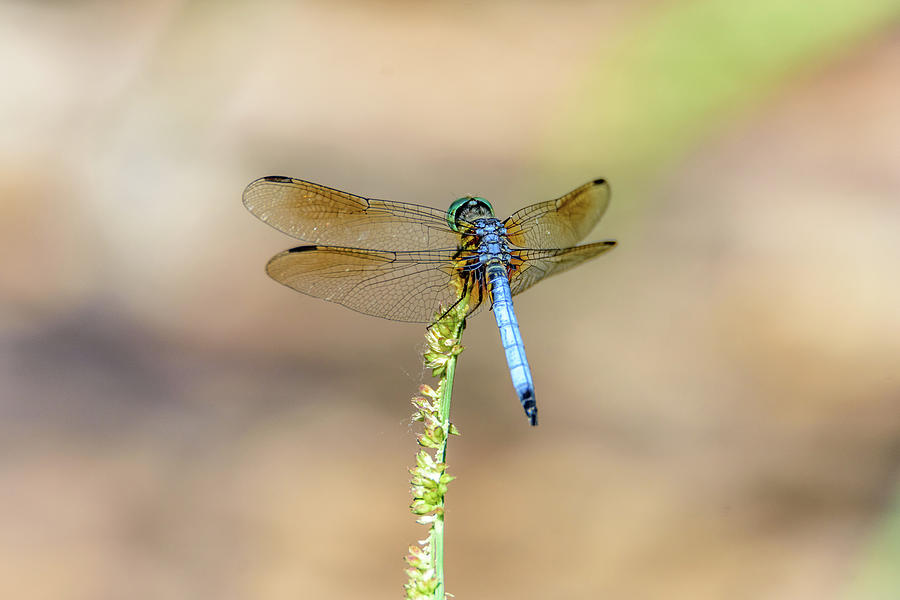 Blue Dragonfly Photograph by Debra Martz