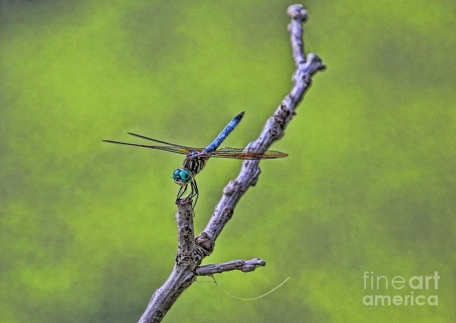 Blue Dragonfly Photograph by Elizabeth Winter