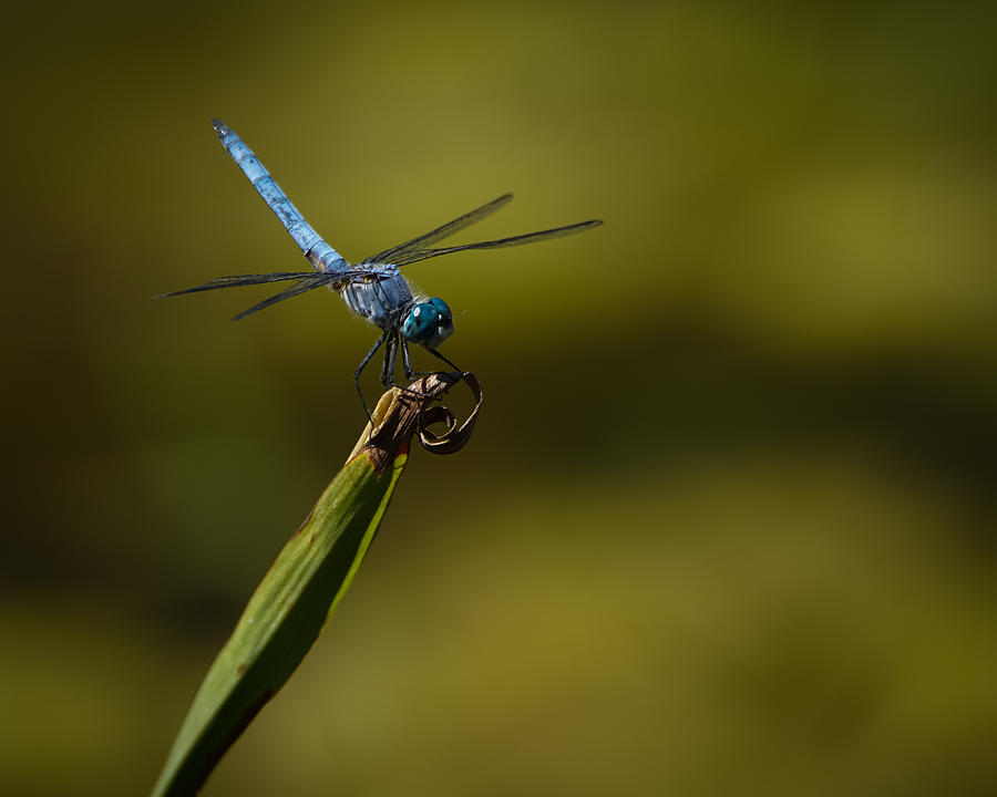 Blue Dragonfly Photograph by Ernest Echols