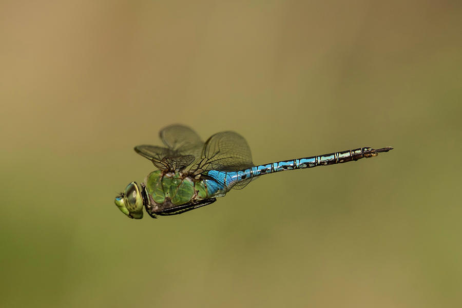 Prehistoric Photograph - Blue Dragonfly Flyby by Thomas Morris