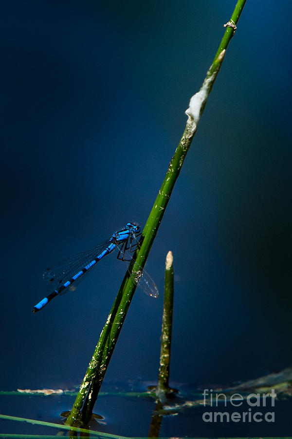 Blue Dragonfly I Photograph