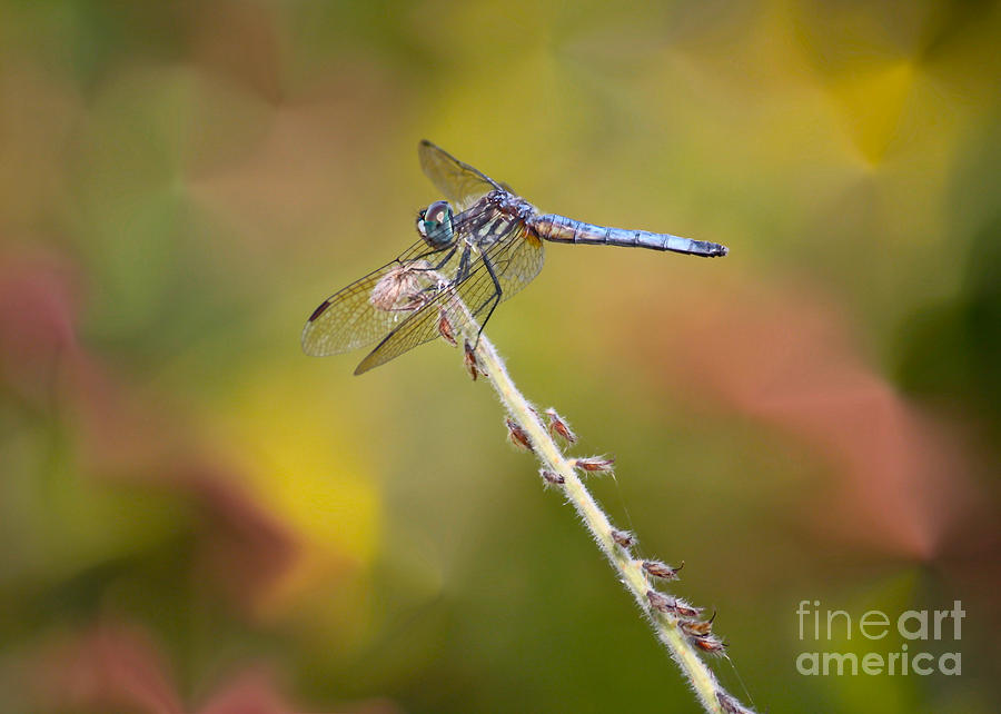 Blue Dragonfly in Colorful Marsh Photograph by Carol Groenen