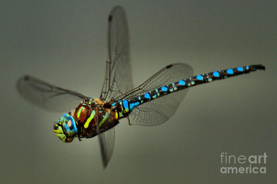 Blue Dragonfly Photograph - Blue Dragonfly In Flight by Adam Jewell