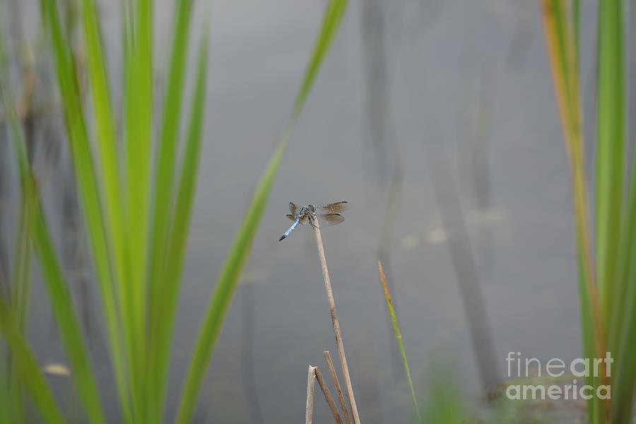 Blue Dragonfly in the Midst Photograph by Maria Urso
