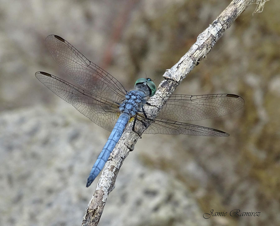 Dragon Photograph - Blue Dragonfly by Jamie Ramirez