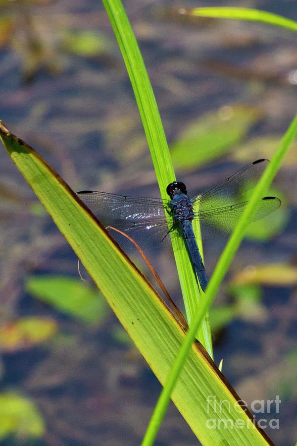 Blue Dragonfly Photograph by Kathy McClure