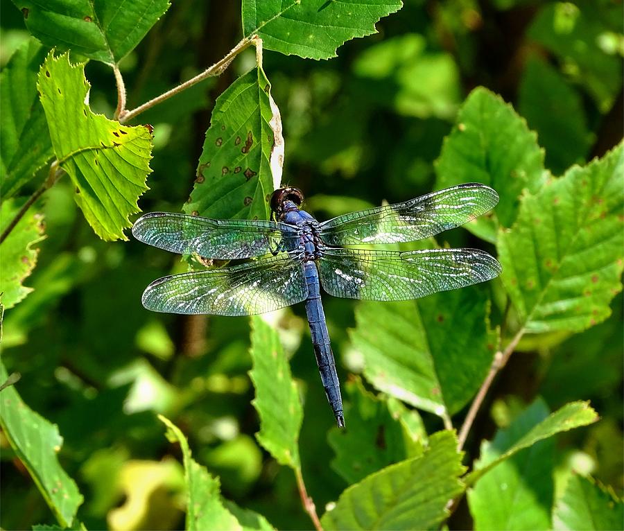 Blue Dragonfly Photograph by Lilia S