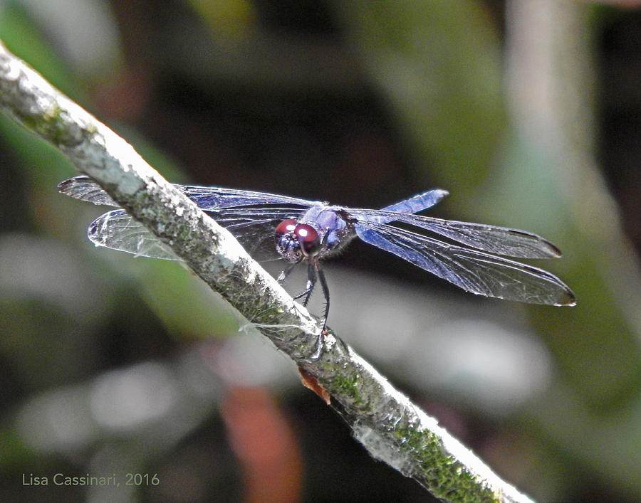 Blue Dragonfly Photograph