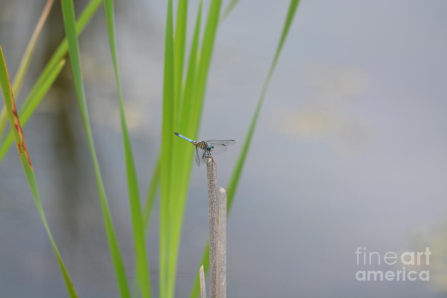Blue Dragonfly Photograph by Maria Urso