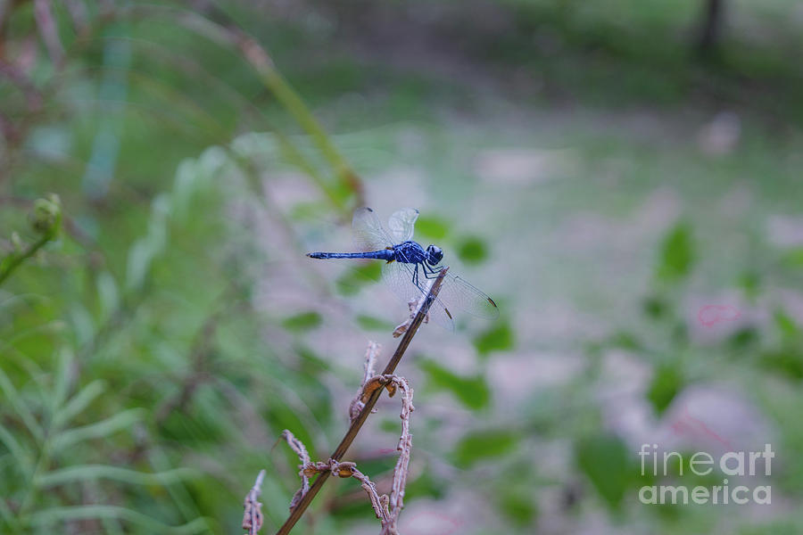 Blue Dragonfly Photograph by Michelle Meenawong